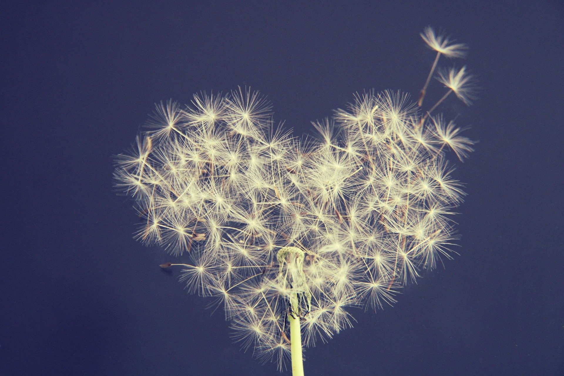 dandelion-5063527-1920